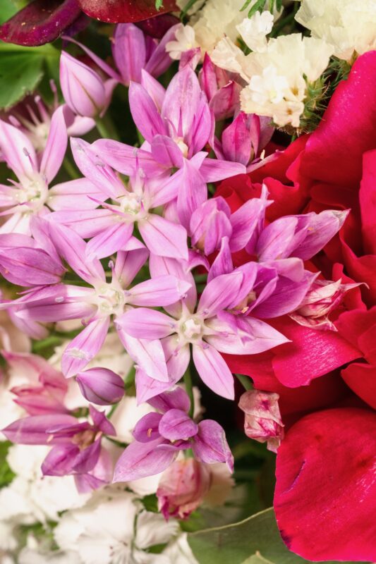 Beautiful Alliums